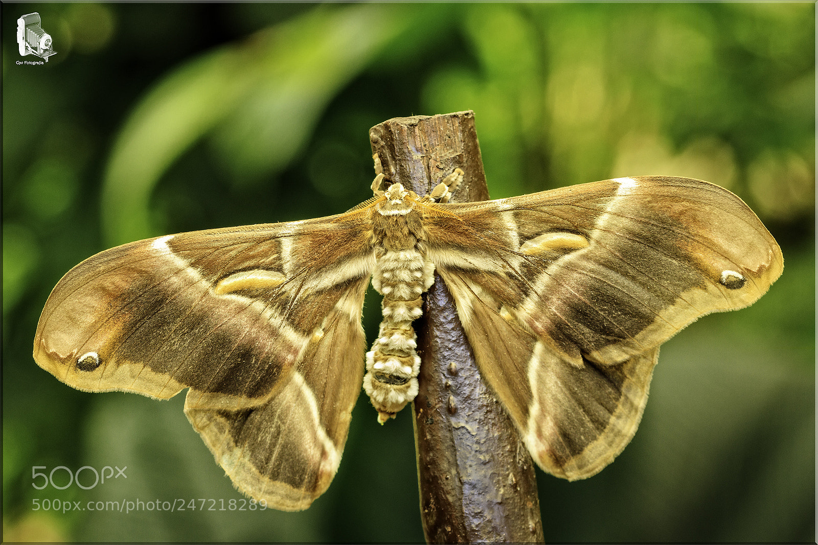 Canon EOS 80D sample photo. Mariposa ( samia ricini ) photography