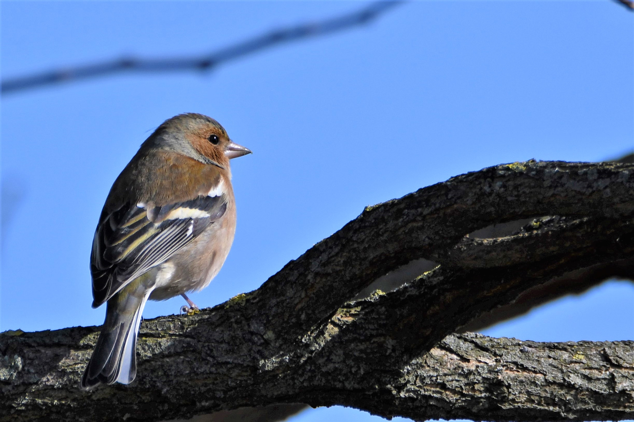 Nikon D7500 sample photo. Male goldfinch photography