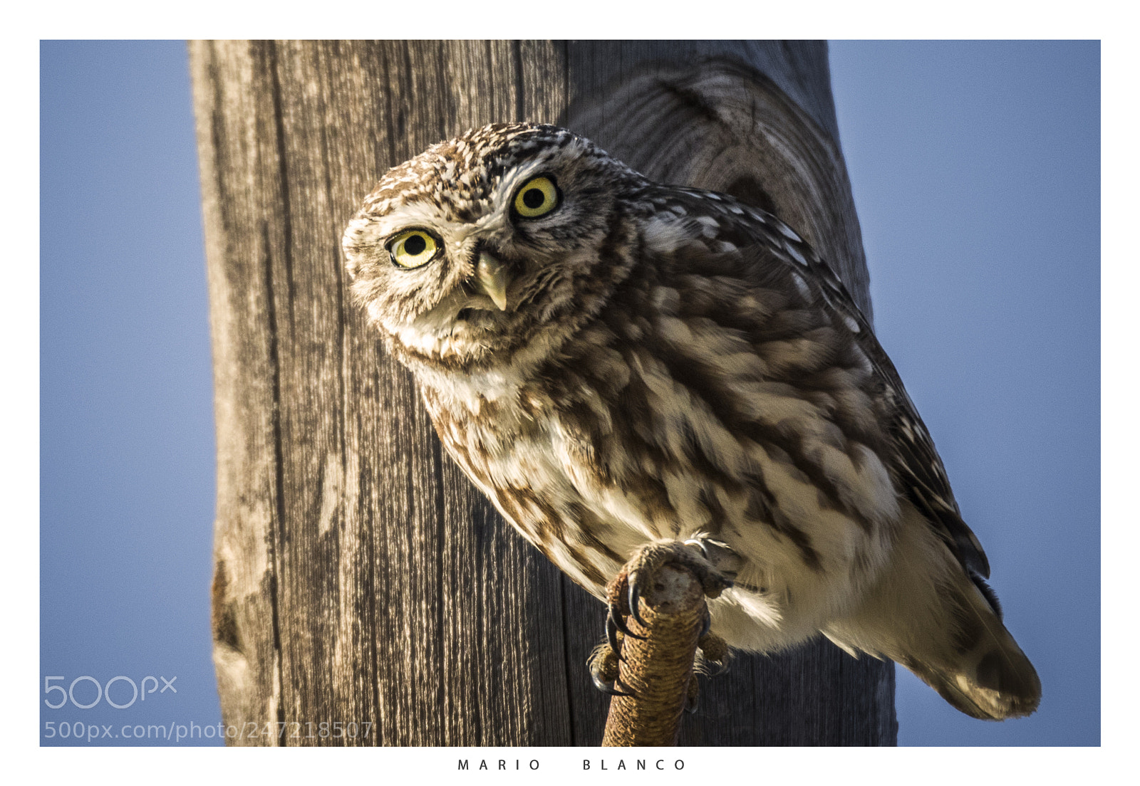 Canon EOS 7D Mark II sample photo. Little owl photography