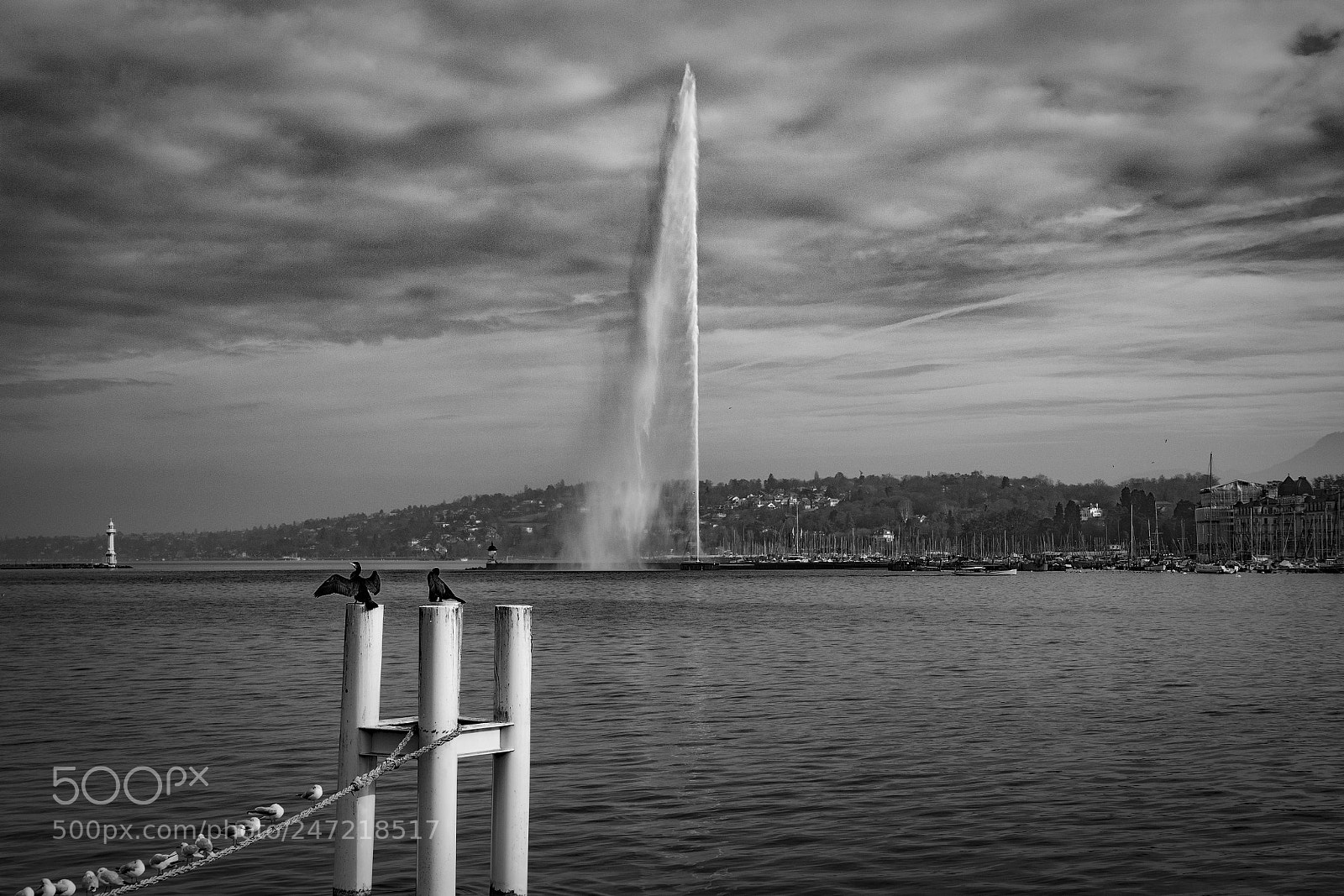 Olympus OM-D E-M1 Mark II sample photo. Jet d'eau et cormorans photography