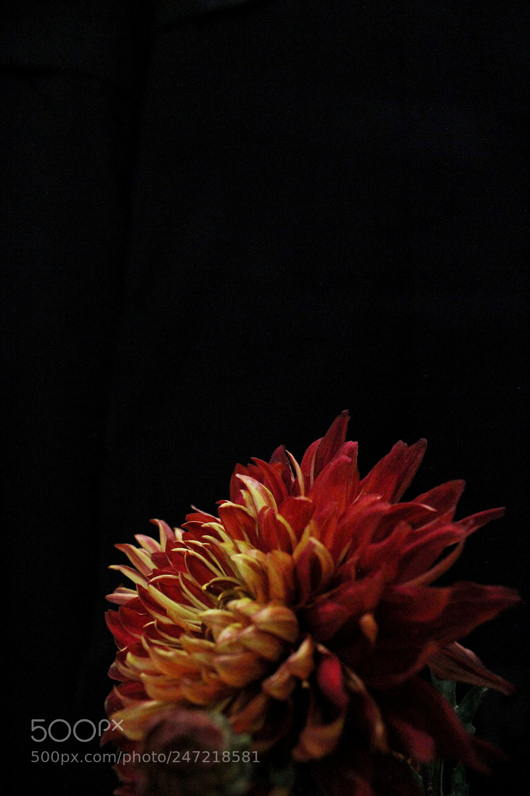 Canon EOS 600D (Rebel EOS T3i / EOS Kiss X5) sample photo. Untitled photography