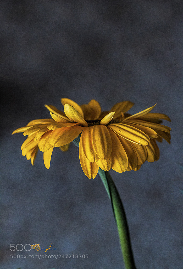 Canon EOS 500D (EOS Rebel T1i / EOS Kiss X3) sample photo. Gerbera photography