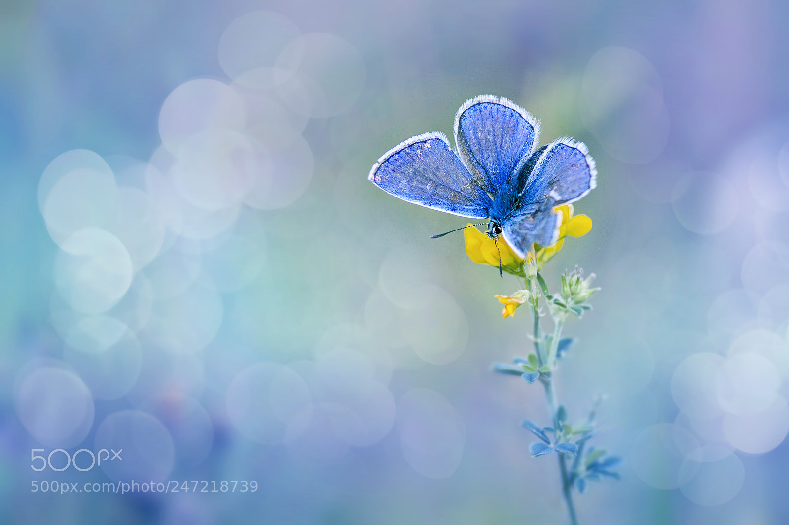 Canon EOS 50D sample photo. A butterfly photography
