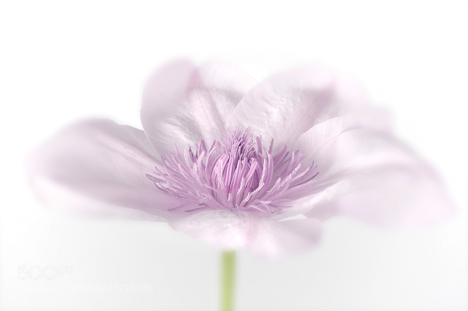 Canon EOS 60D sample photo. Gerbera photography