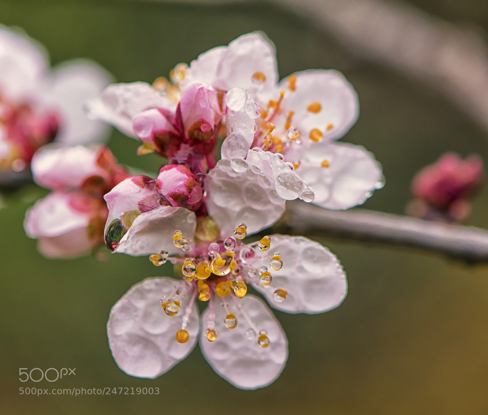 Nikon D7100 sample photo. Spring showers photography