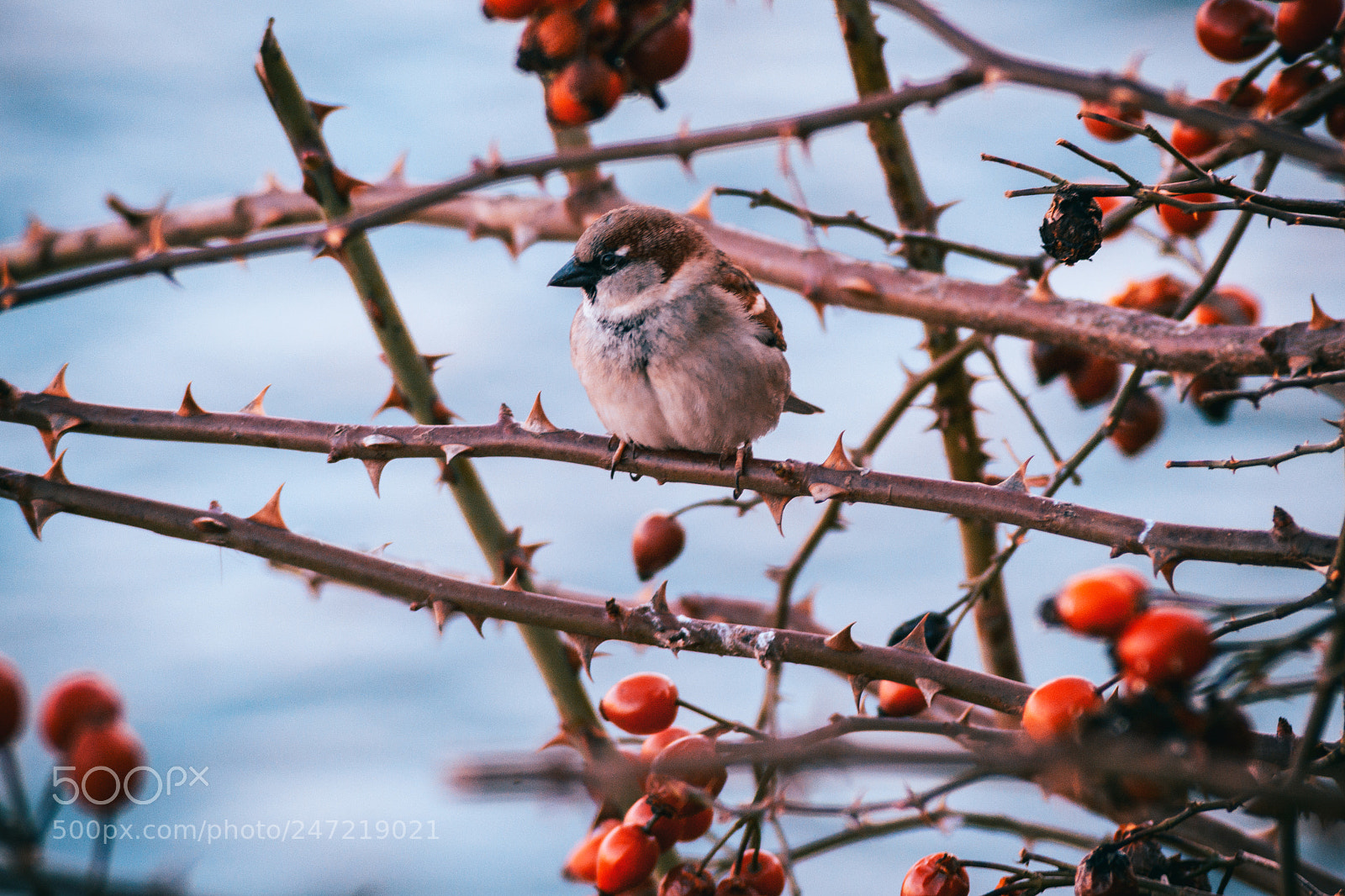 Nikon D3100 sample photo. My little friend from photography