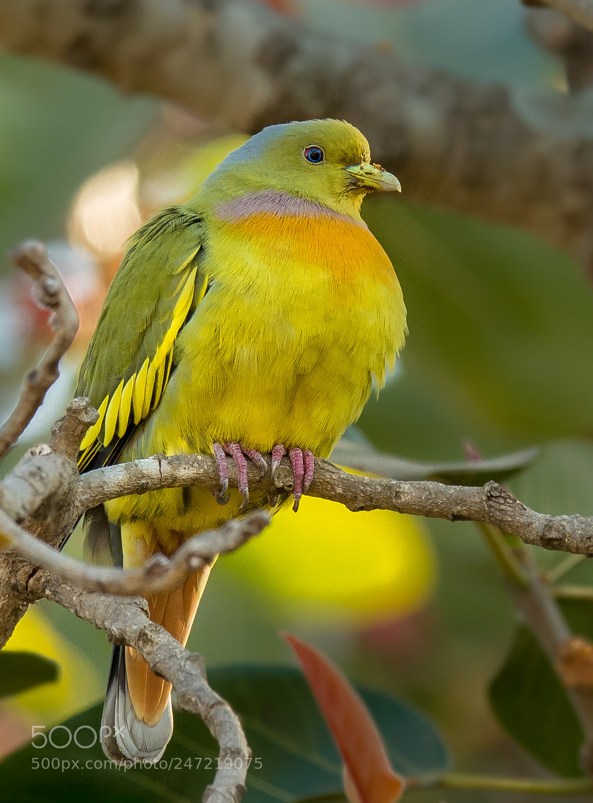 Nikon D500 sample photo. Orange-breasted green pigeon photography