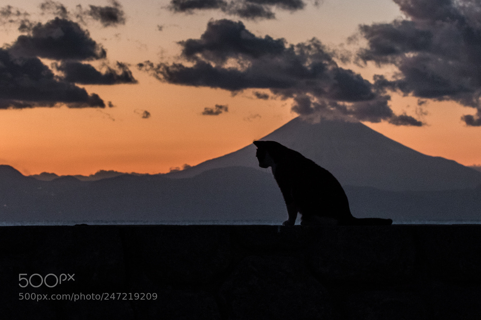 Canon EOS 7D Mark II sample photo. Thinking cat photography