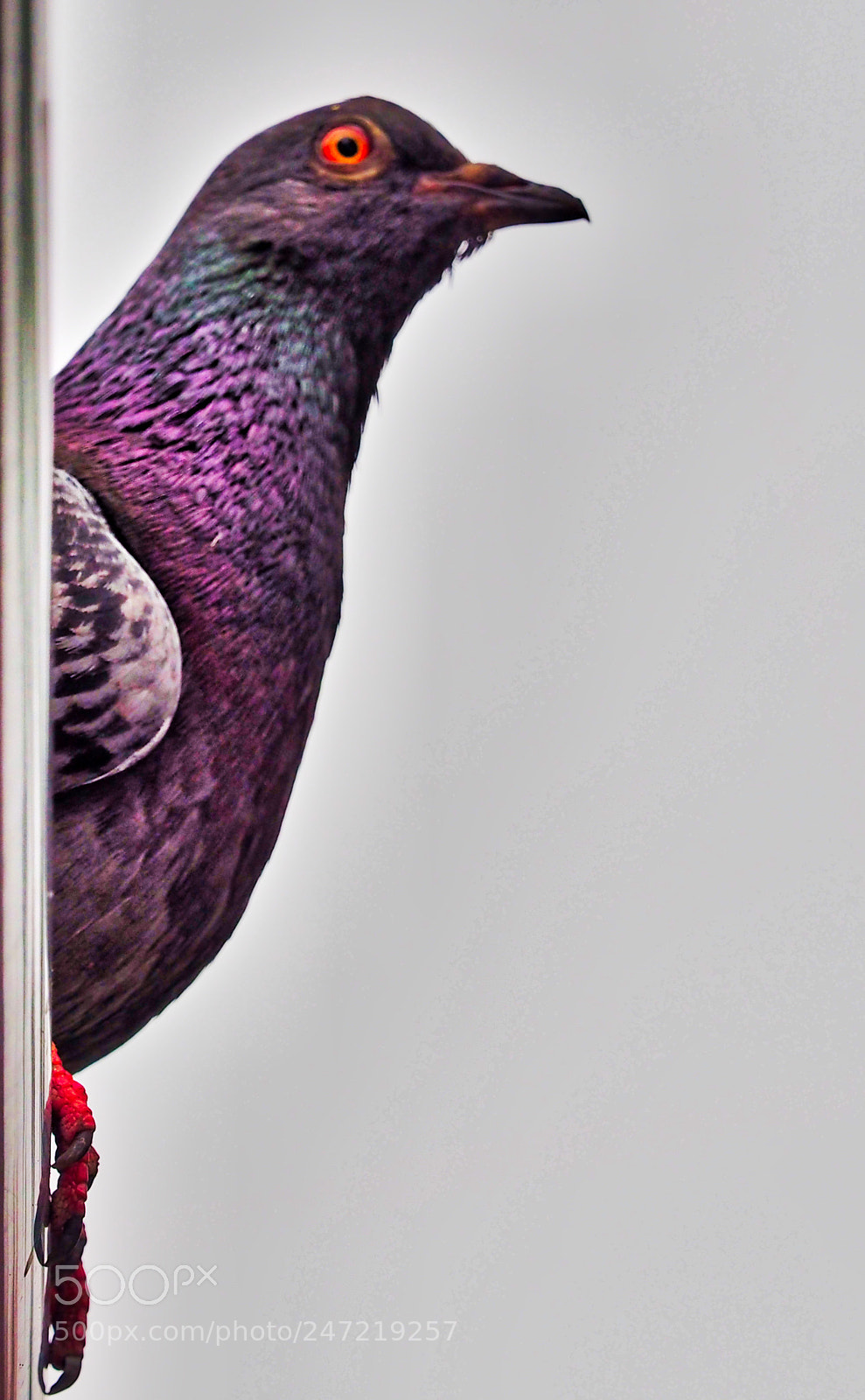 Olympus OM-D E-M1 sample photo. Portrait pigeon pose photography