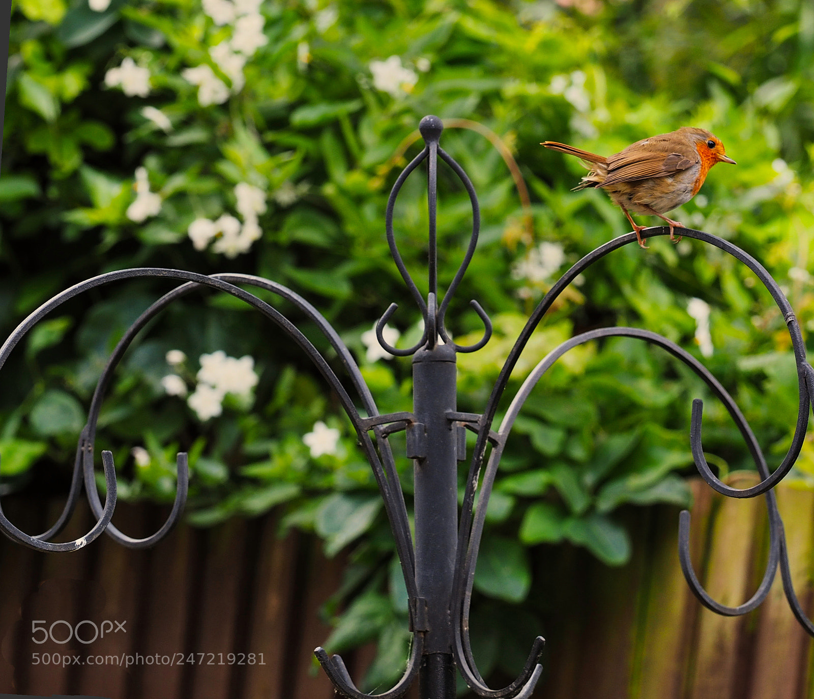Olympus OM-D E-M1 sample photo. Robins in the garden photography
