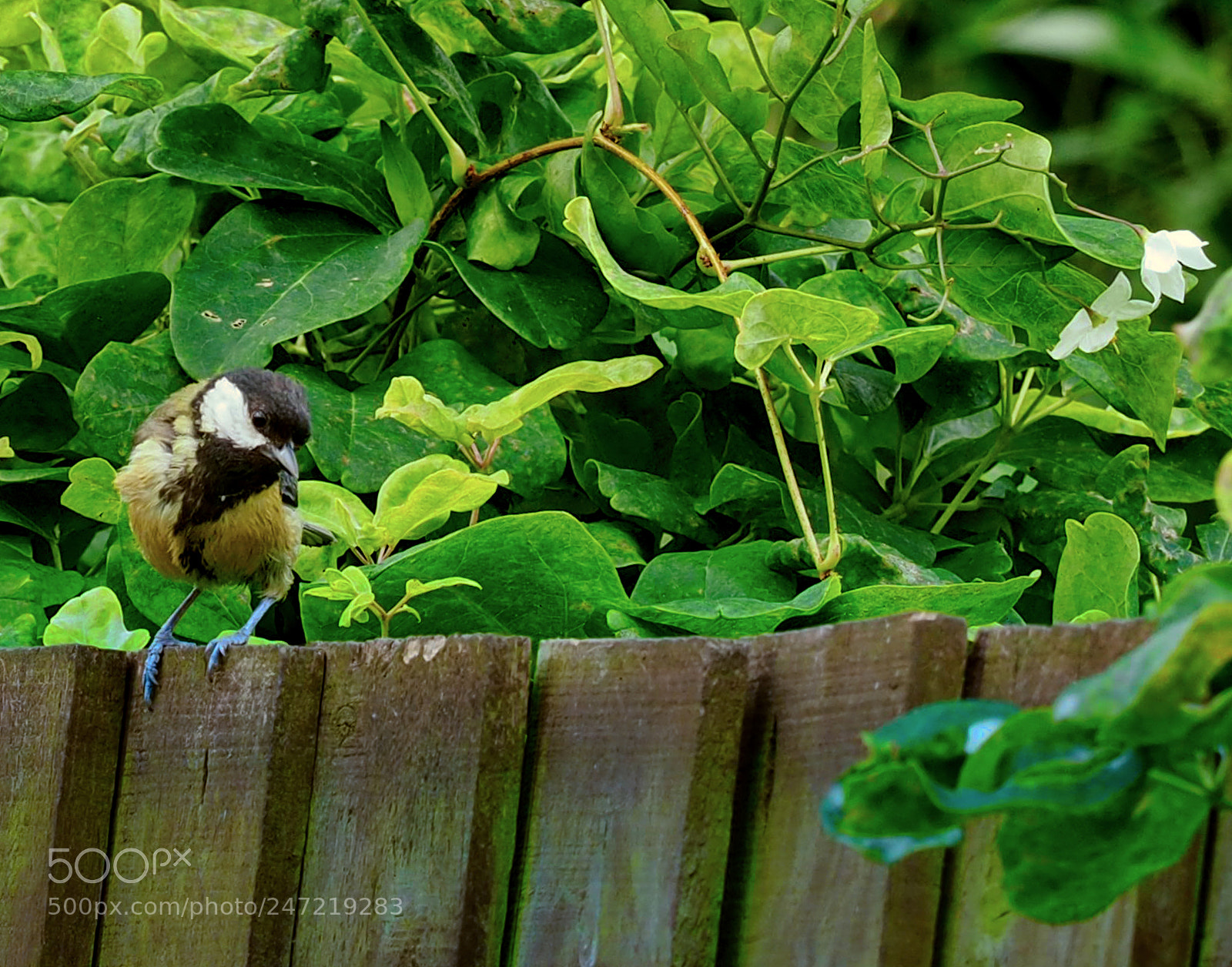 Olympus OM-D E-M1 sample photo. Tits in the garden photography