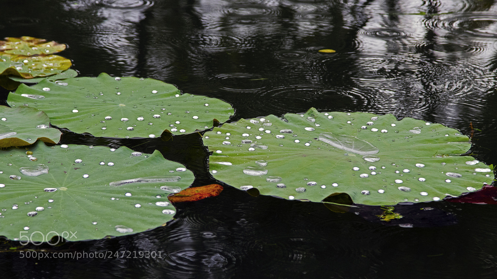 Canon EOS 80D sample photo. Drops photography