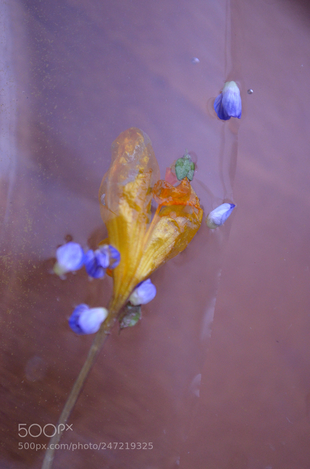 Nikon D5100 sample photo. Loving peace photography