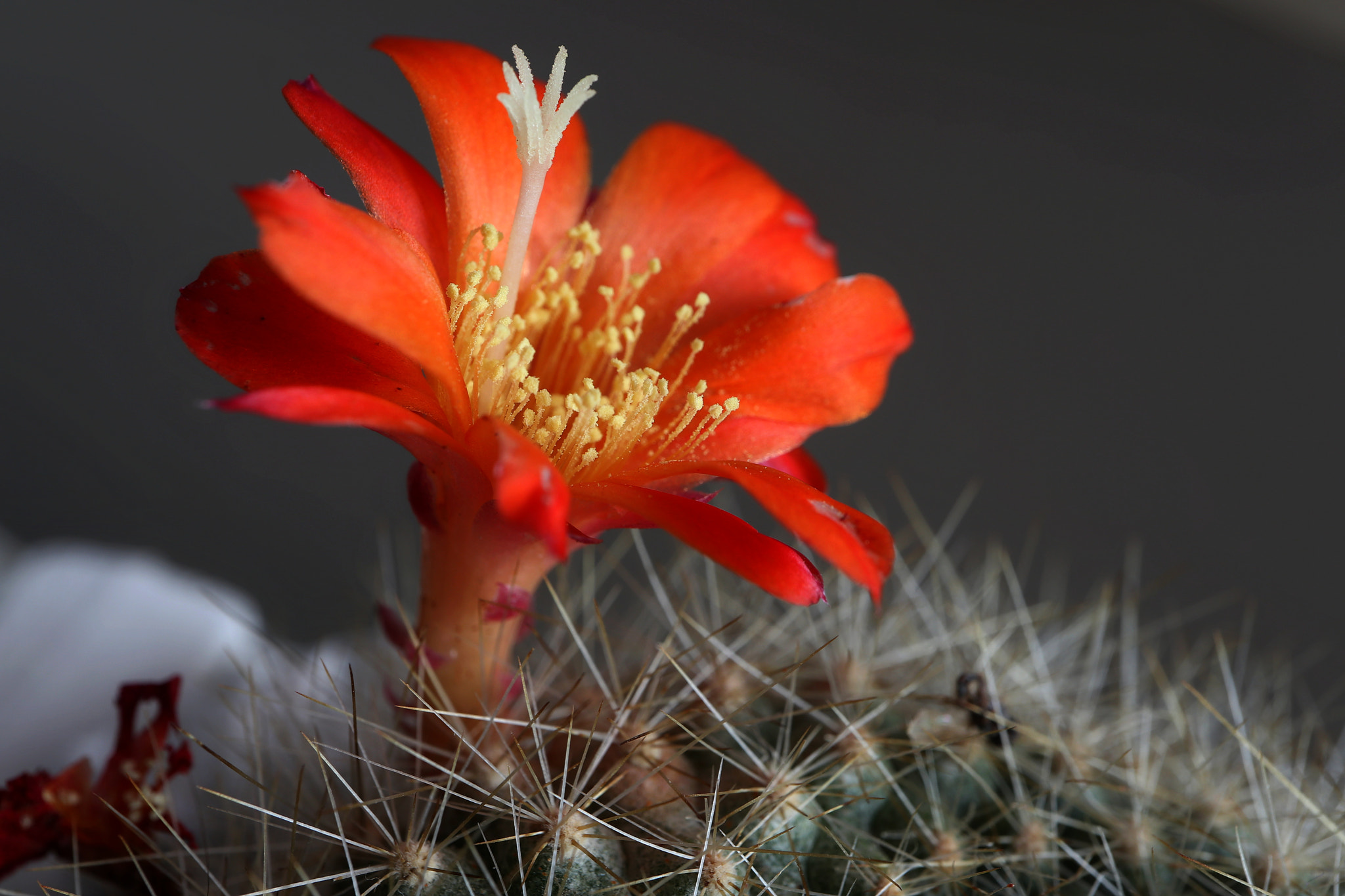 Canon EF-M 28mm F3.5 Macro IS STM sample photo. Rebutia red photography