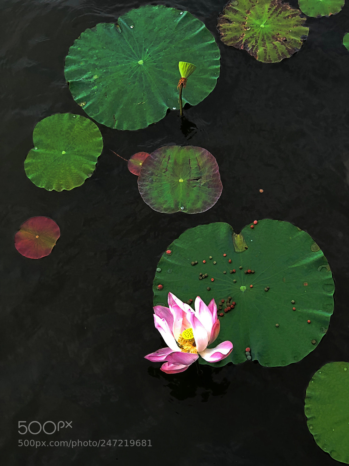 Apple iPhone 8 Plus sample photo. Lotus photography