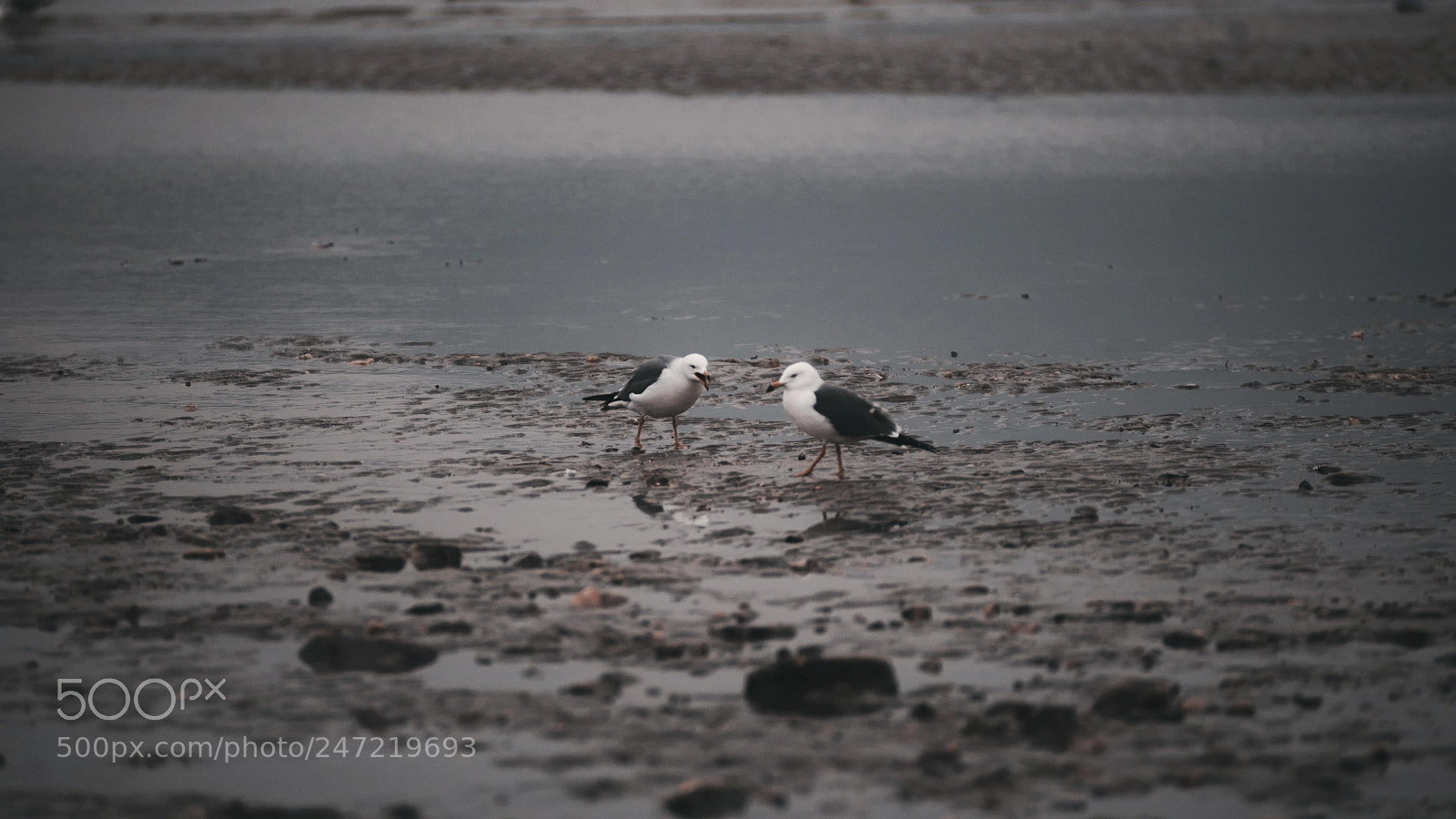 Canon EOS-1Ds Mark II sample photo. Untitled photography