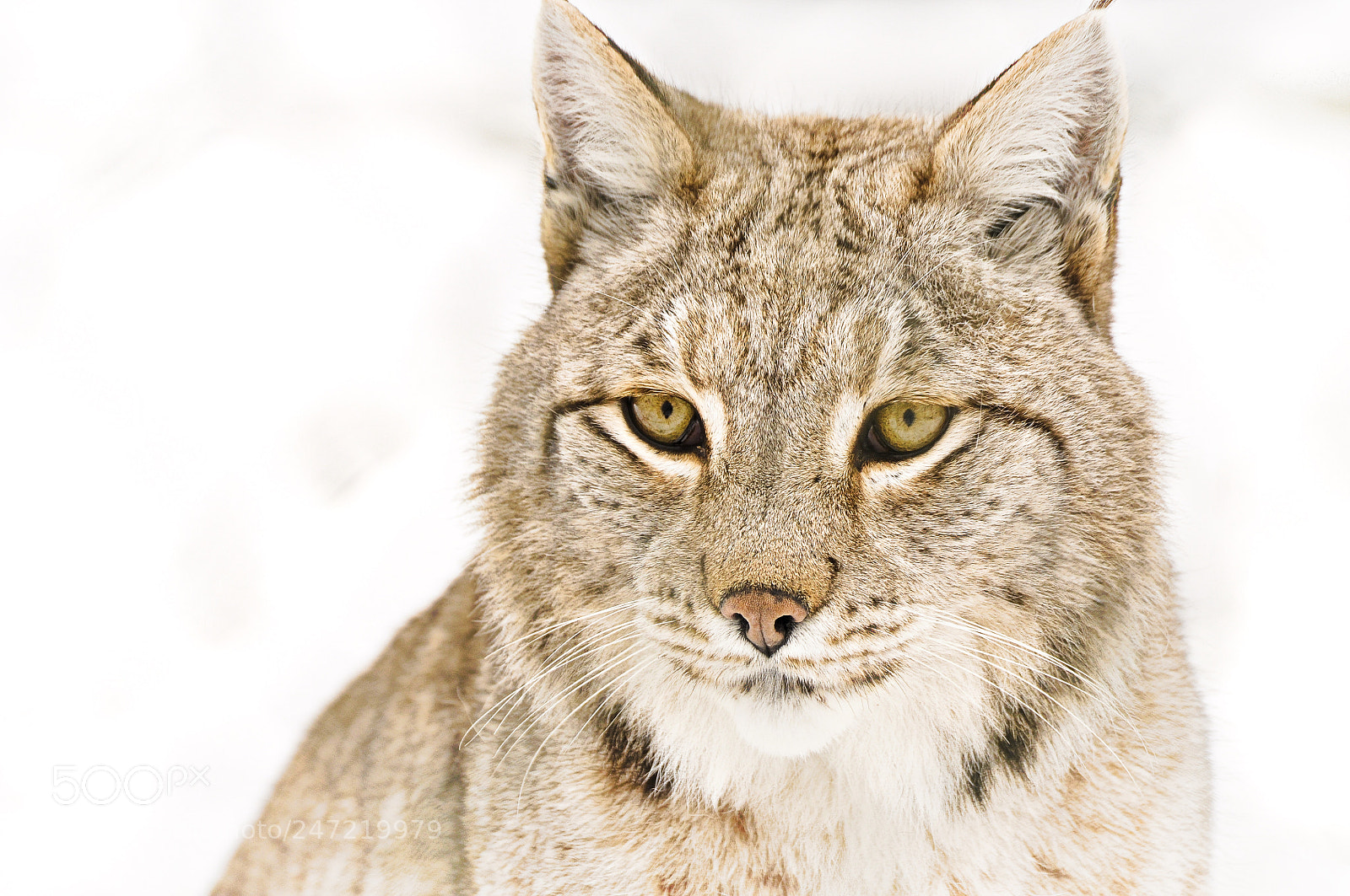Nikon D90 sample photo. Lynx photography
