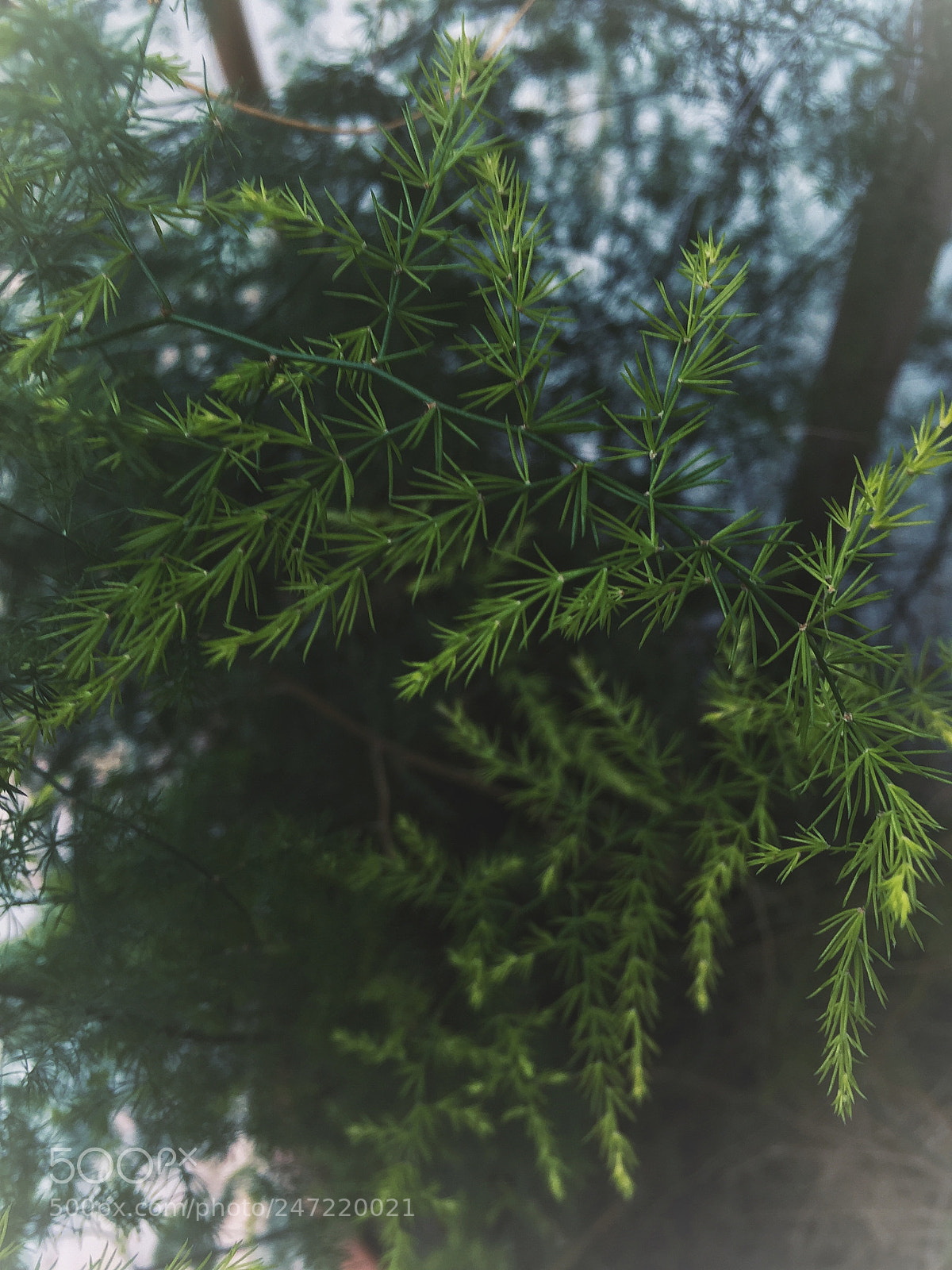 Apple iPhone 6 sample photo. Untitled photography