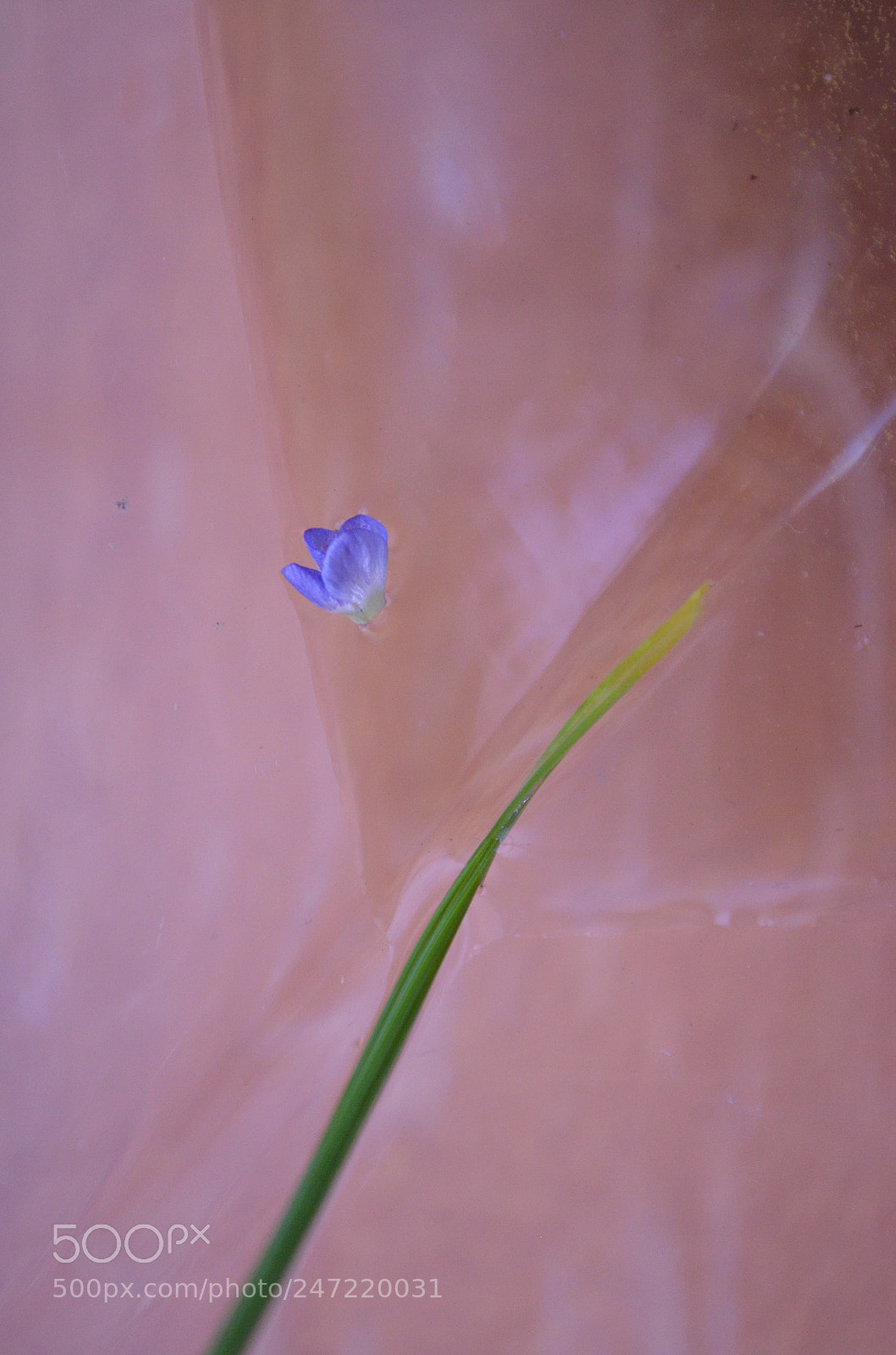 Nikon D5100 sample photo. Cherish your love photography