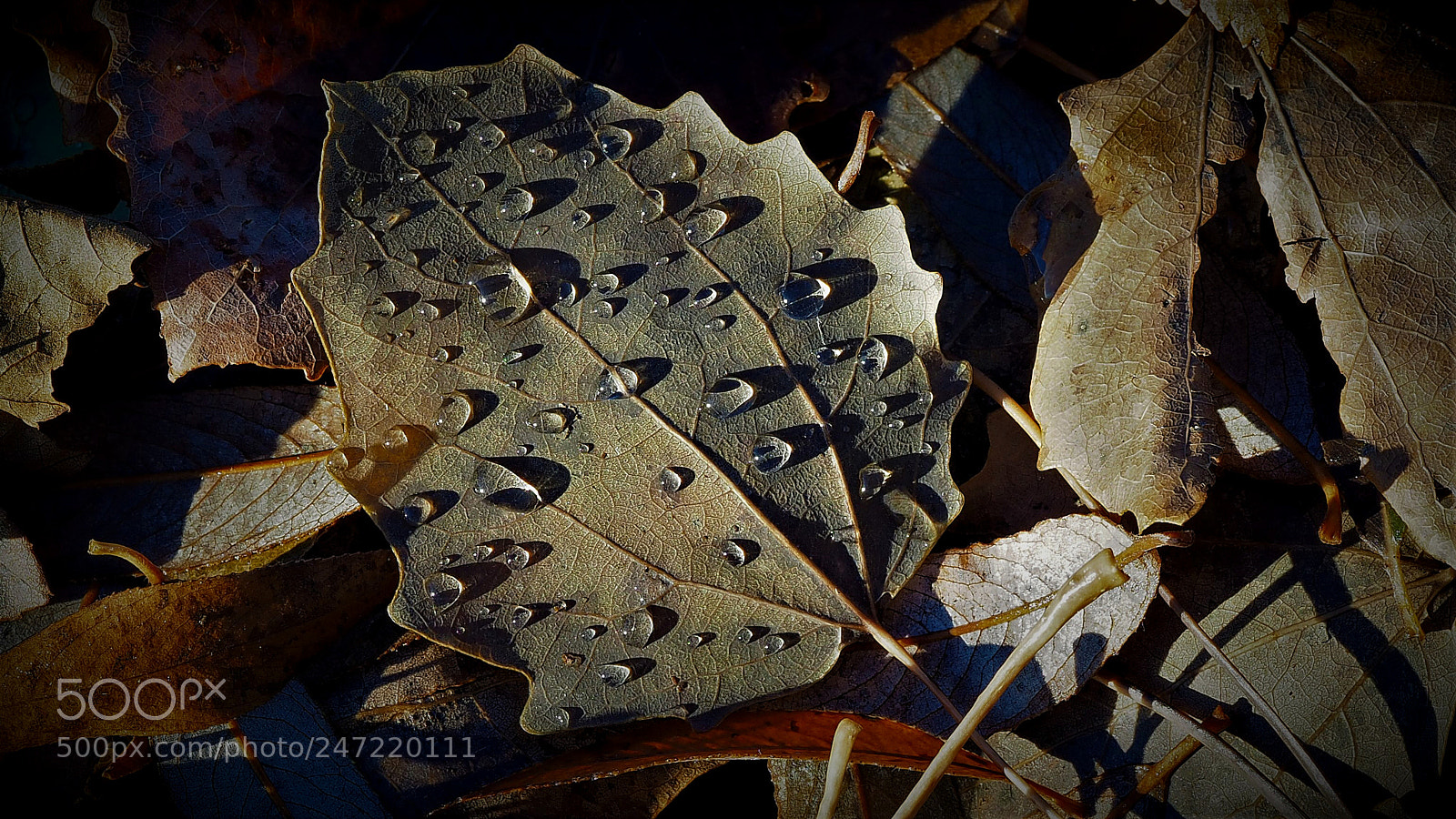 Olympus OM-D E-M1 sample photo. Autumn leaves photography