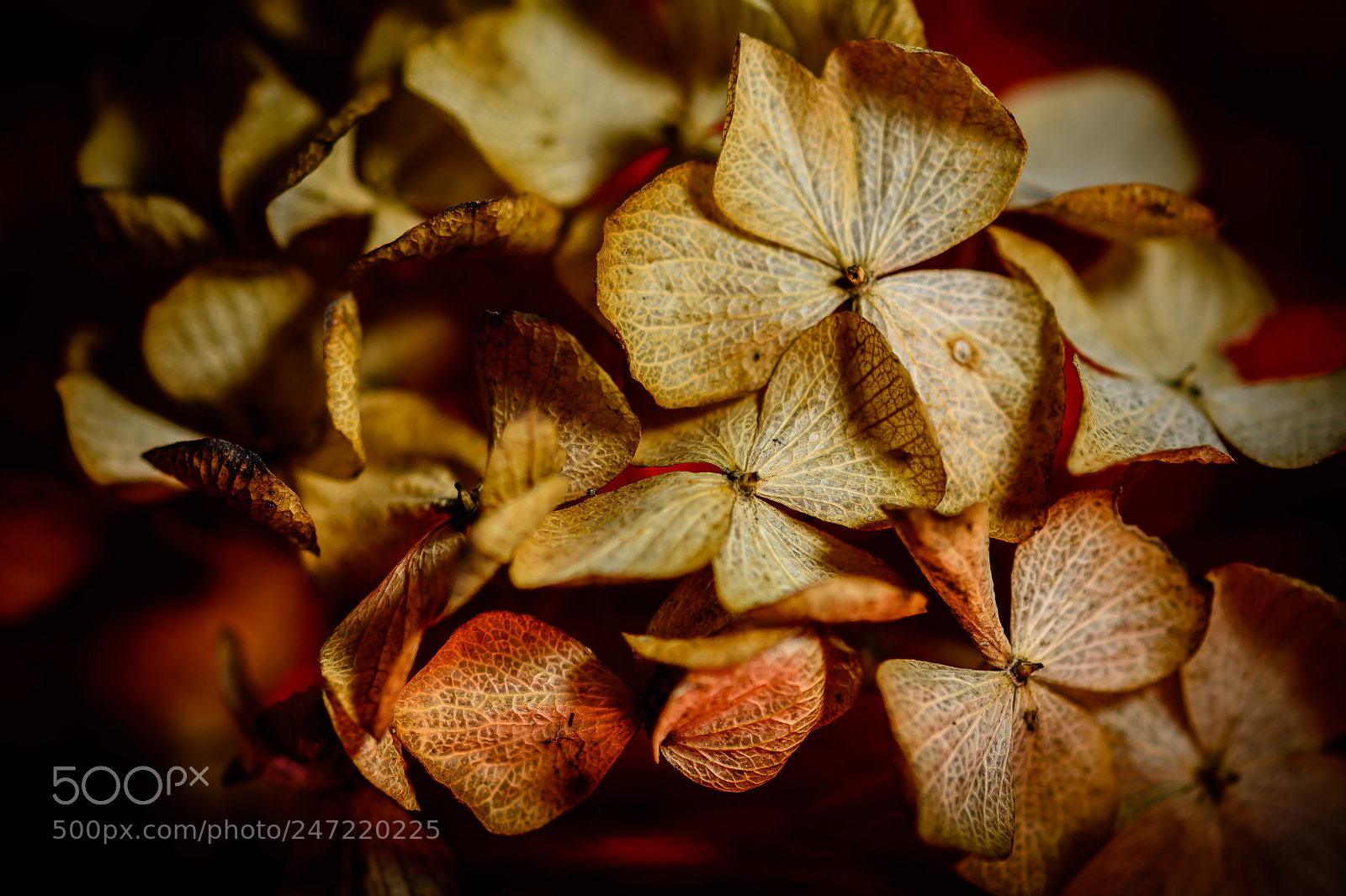 Nikon D7100 sample photo. Dead & red photography