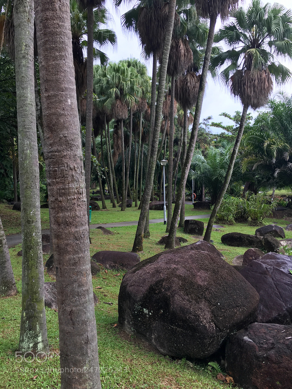 Apple iPhone 6s Plus sample photo. Palms sanctuary photography