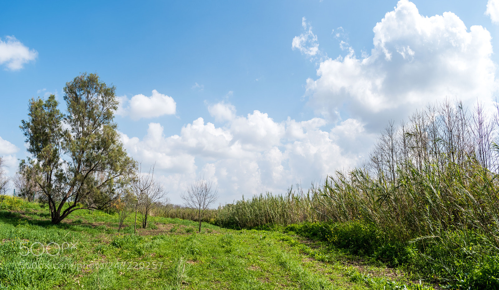 Nikon D5600 sample photo. Riverside photography