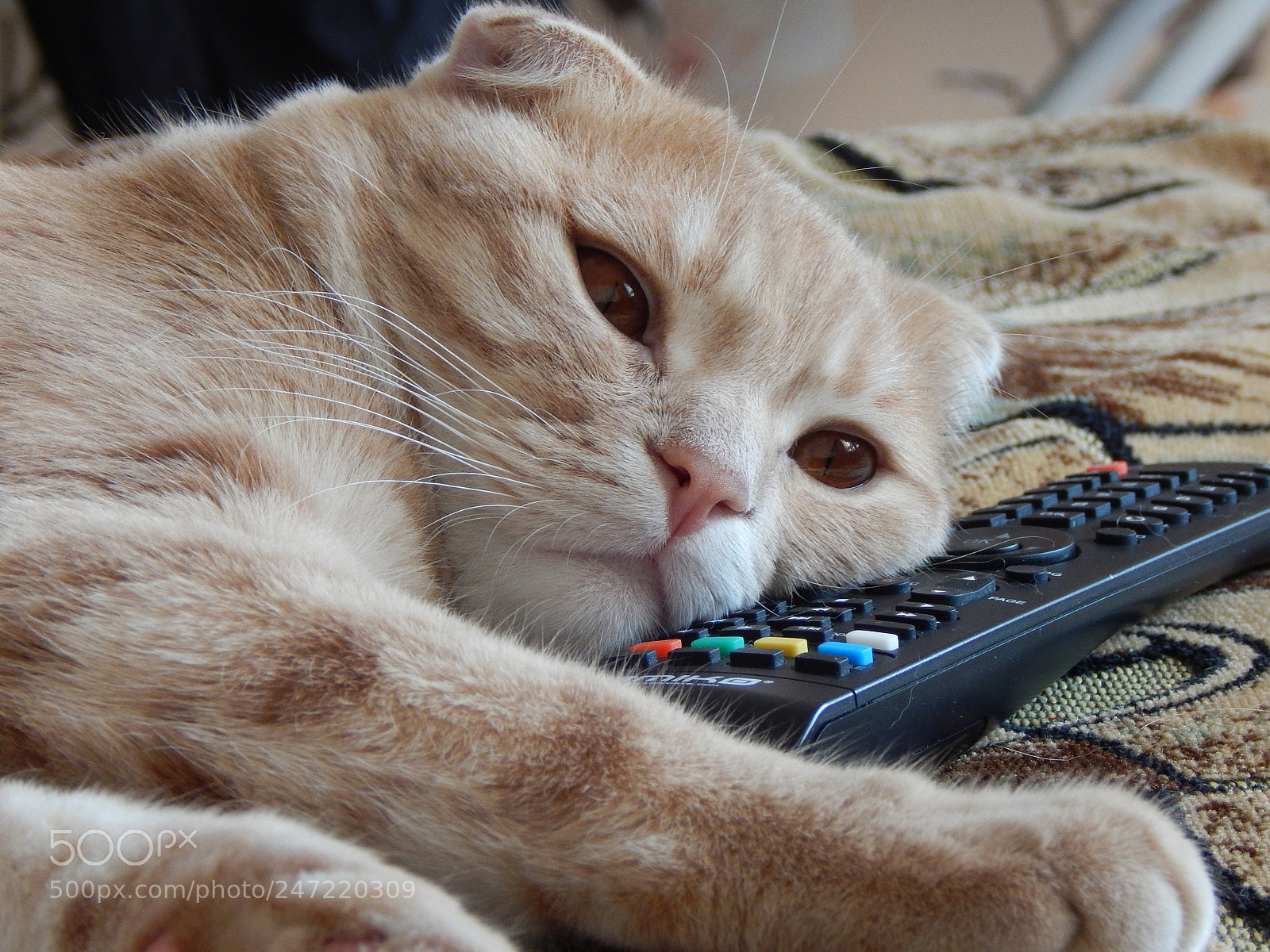 Nikon Coolpix L830 sample photo. Television lover))) photography