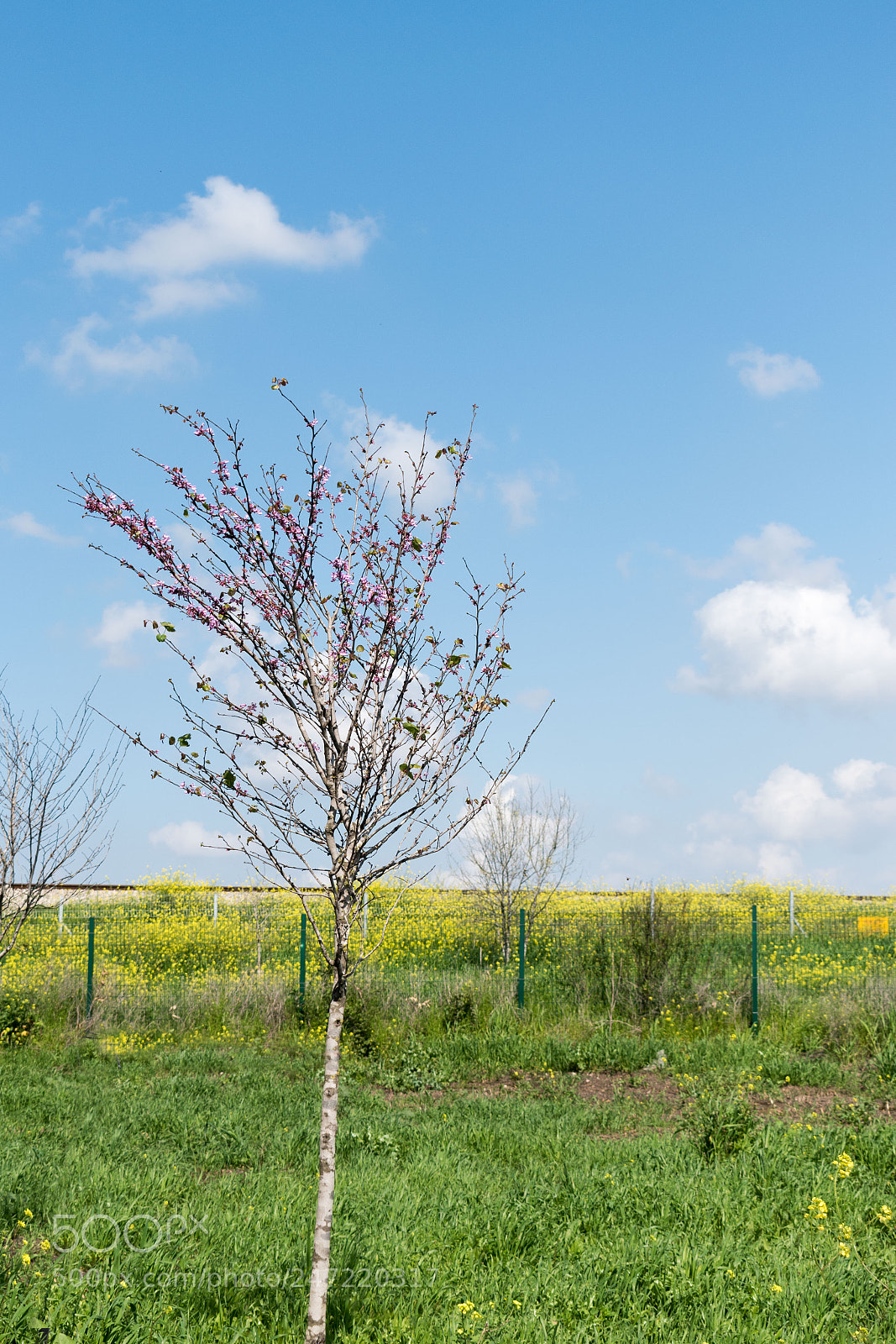 Nikon D5600 sample photo. Almond tree photography