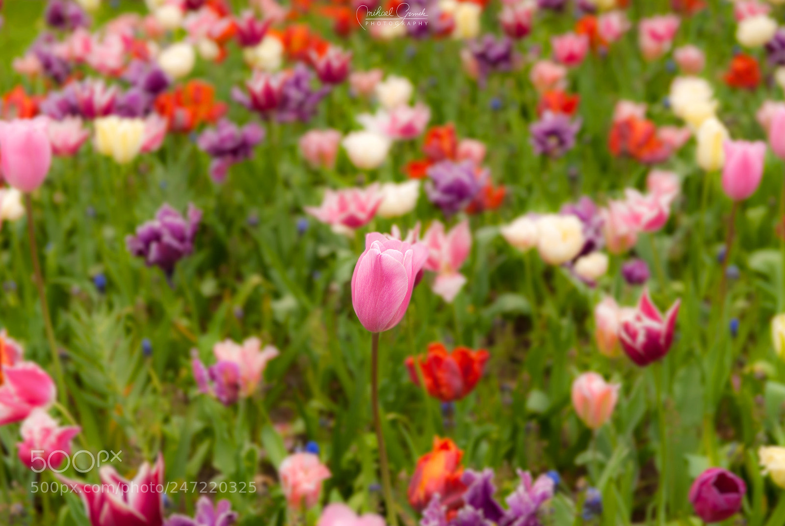 Nikon D200 sample photo. Tulips! photography
