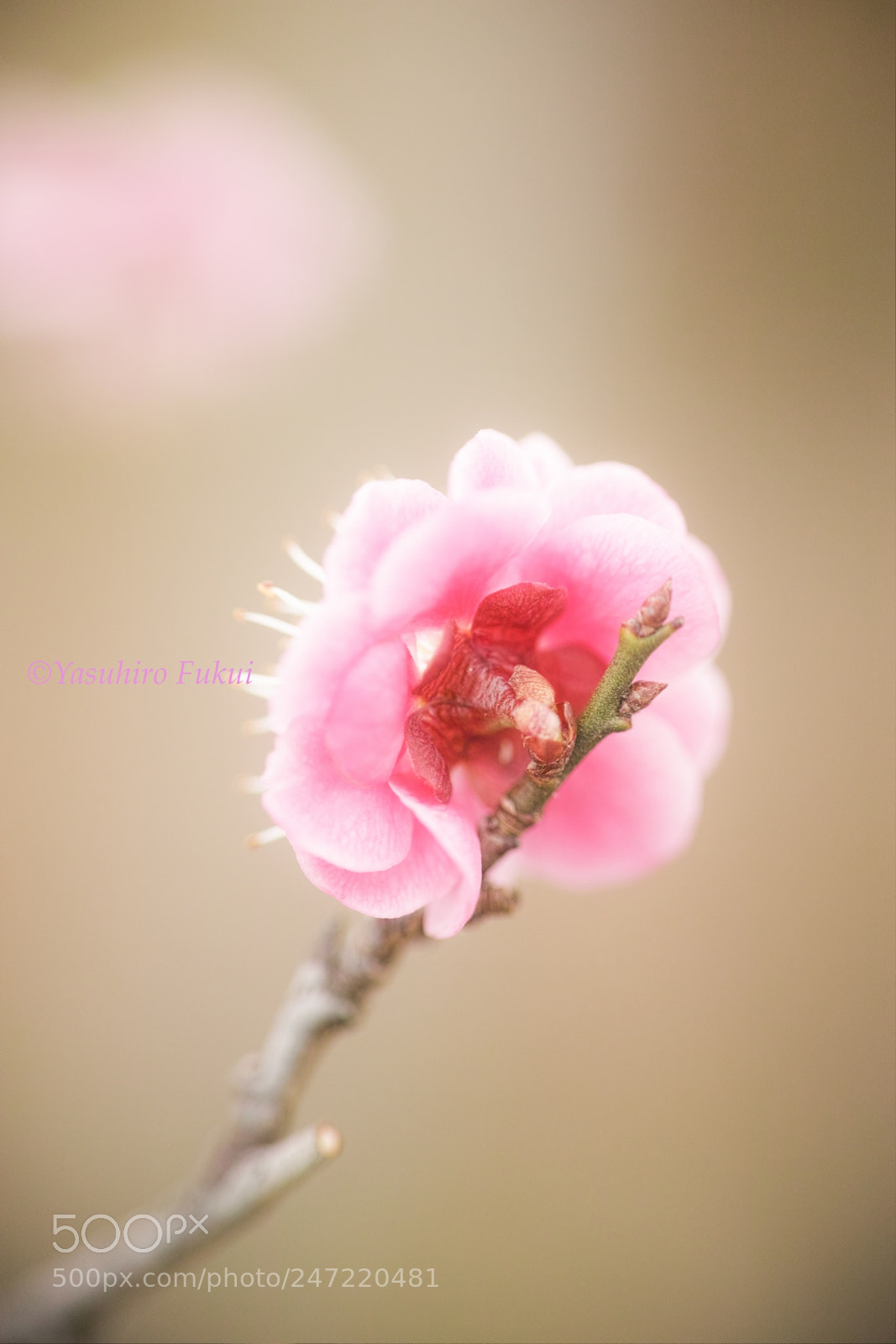 Sigma DP3 Merrill sample photo. Ume photography