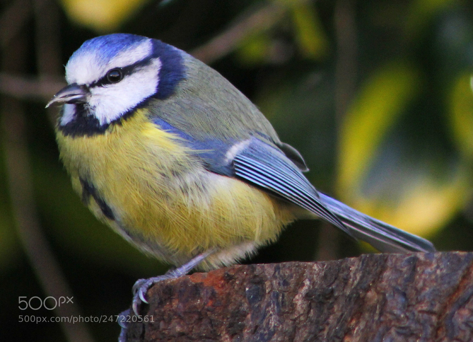 Canon EOS 550D (EOS Rebel T2i / EOS Kiss X4) sample photo. Tubby blue tit photography