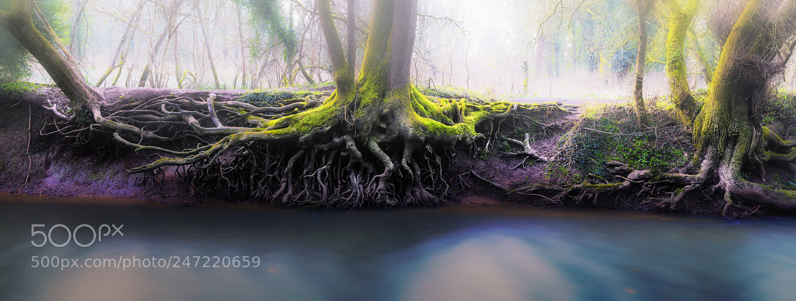 Nikon D810 sample photo. Heart of the tree photography