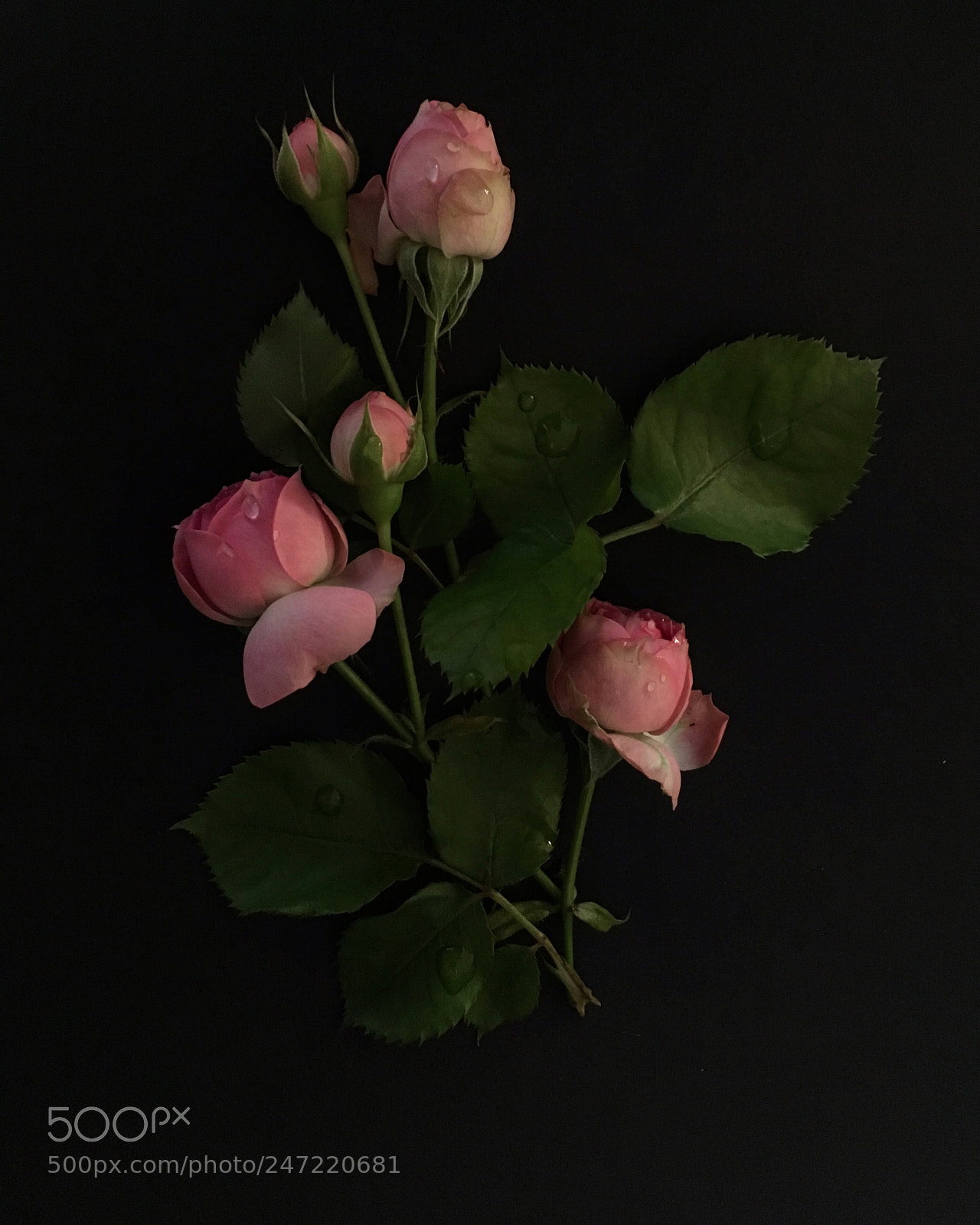 Apple iPhone SE sample photo. Untitled photography