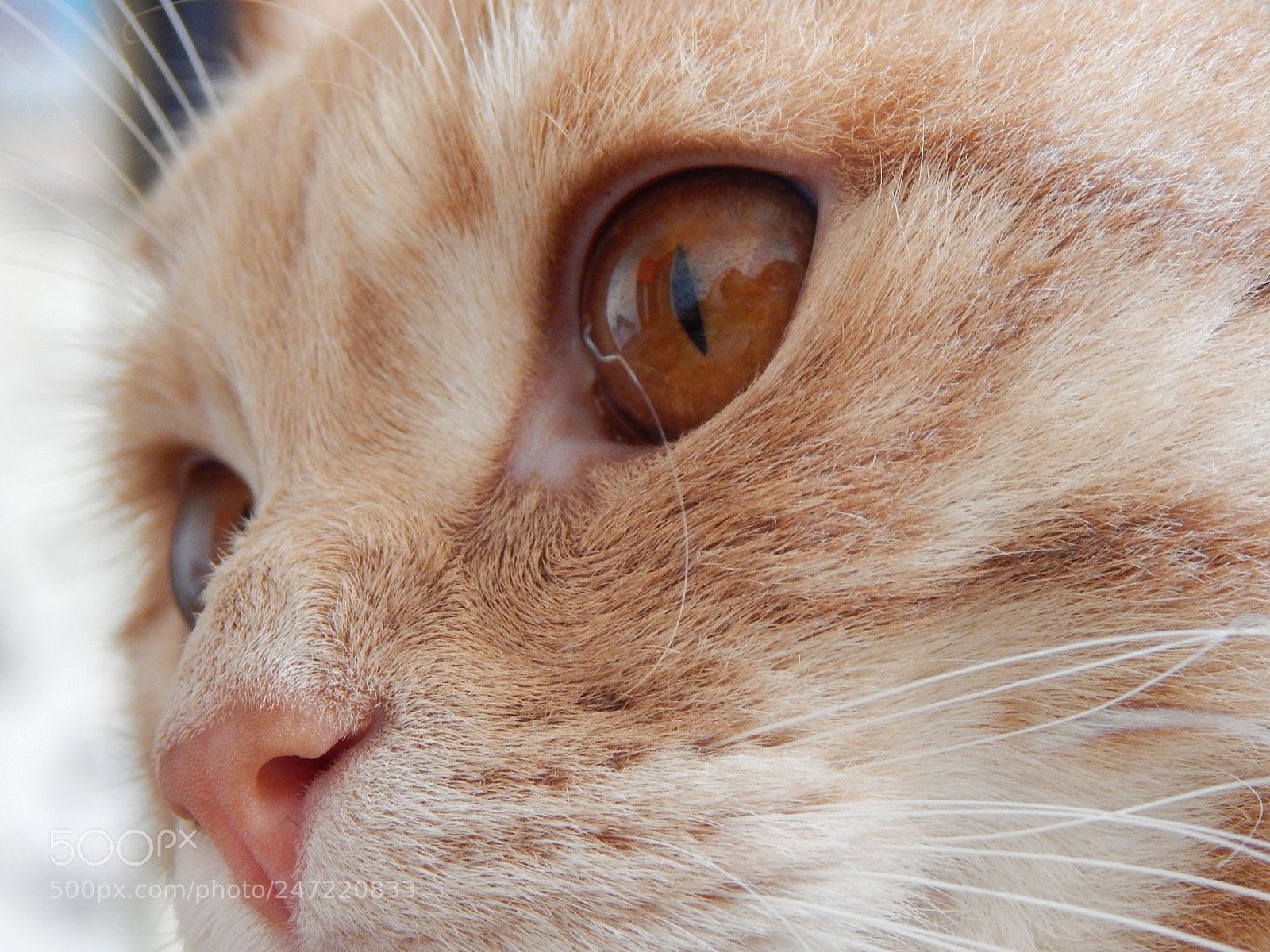 Nikon Coolpix L830 sample photo. Look photography
