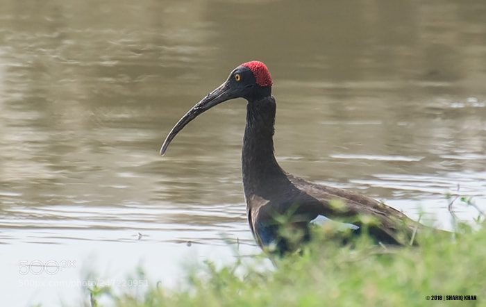 Nikon D3100 sample photo. Red-naped ibis photography