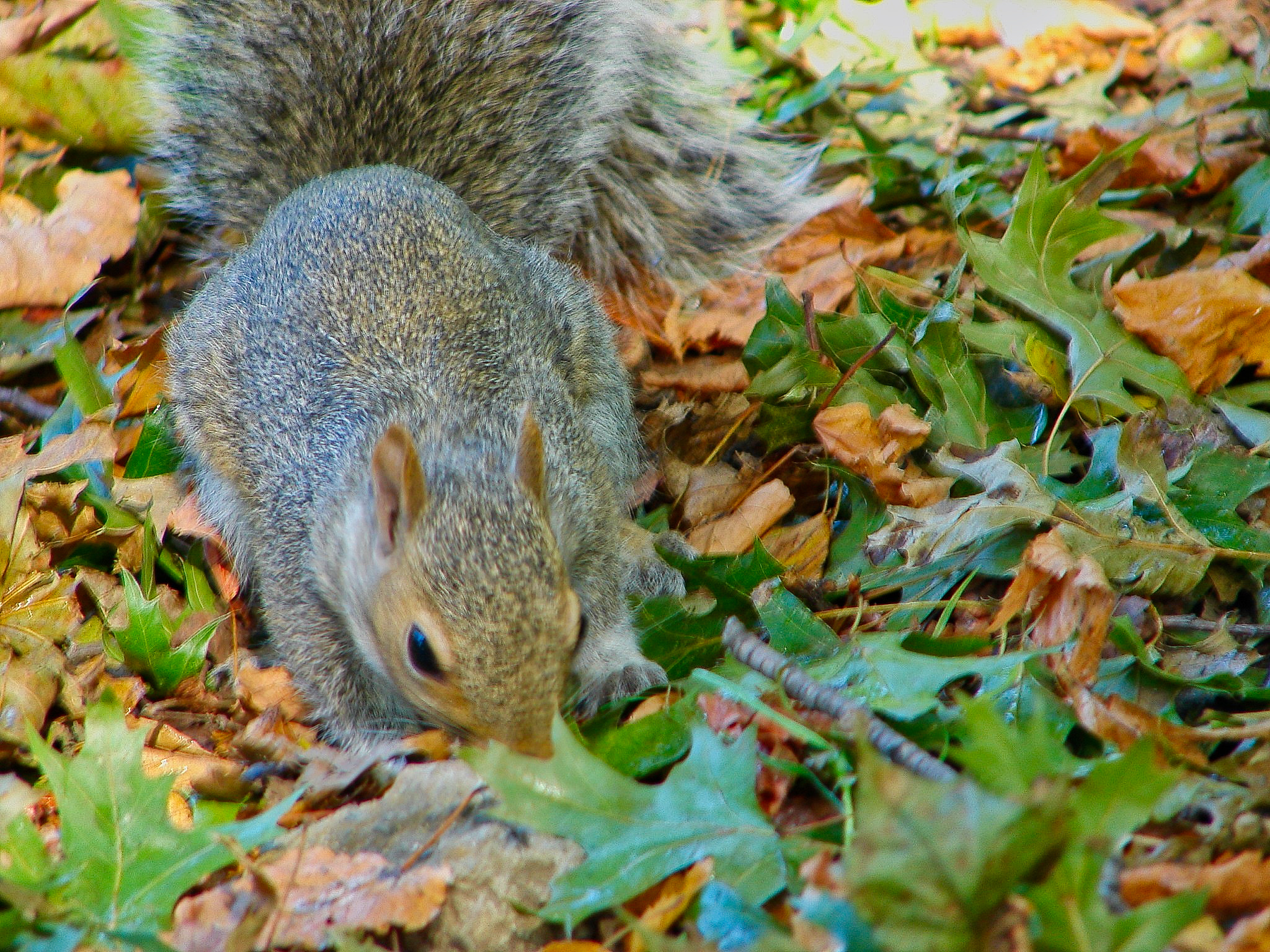Sony DSC-H1 sample photo. Squirrel photography