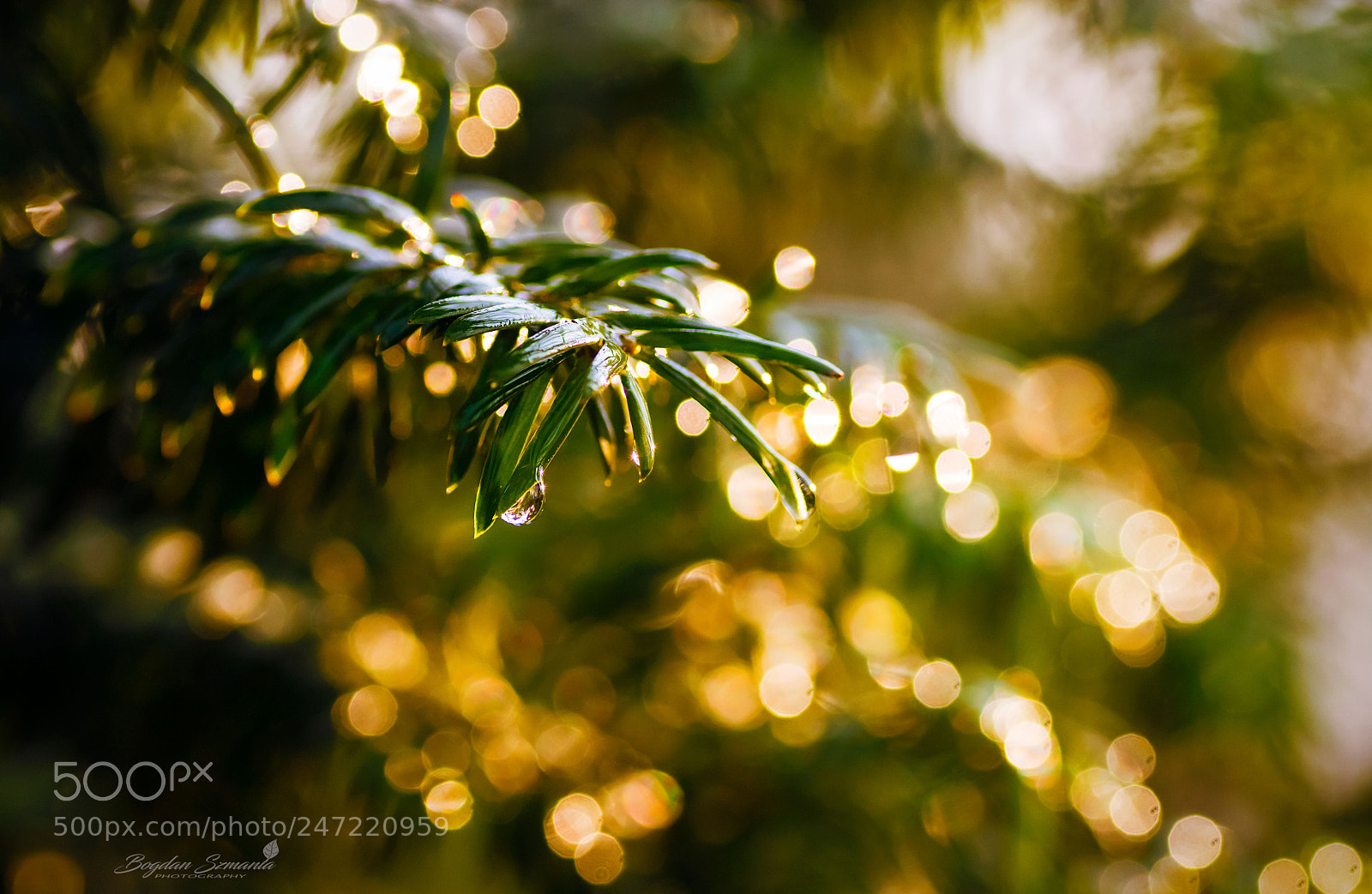 Nikon D5200 sample photo. Bokeh photography