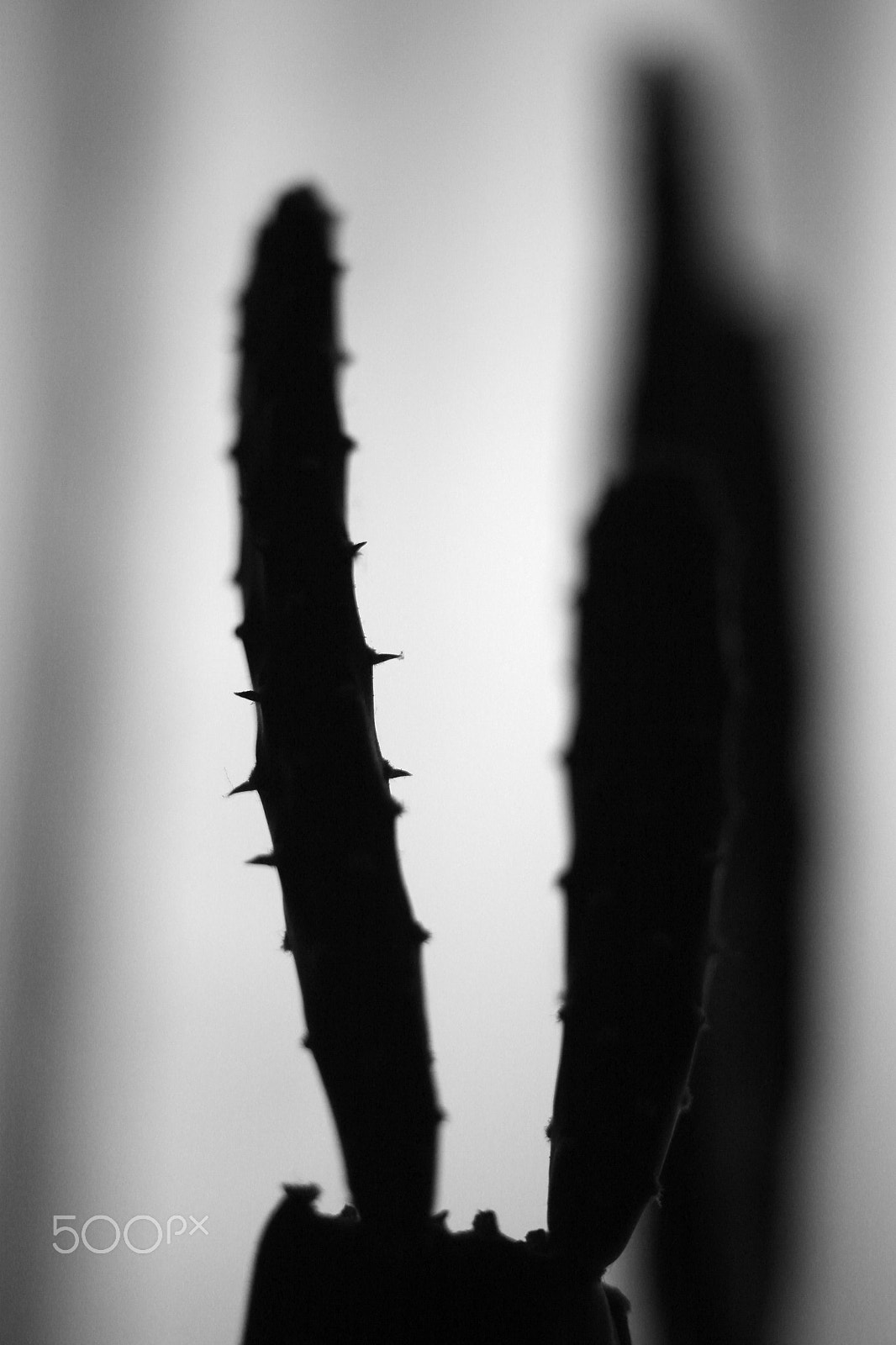 Canon EF 35-80mm f/4-5.6 sample photo. For m photography