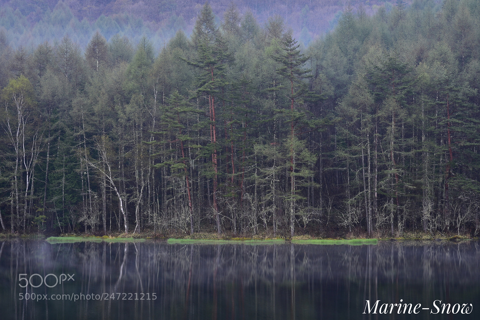 Nikon D7200 sample photo. Forest morning photography