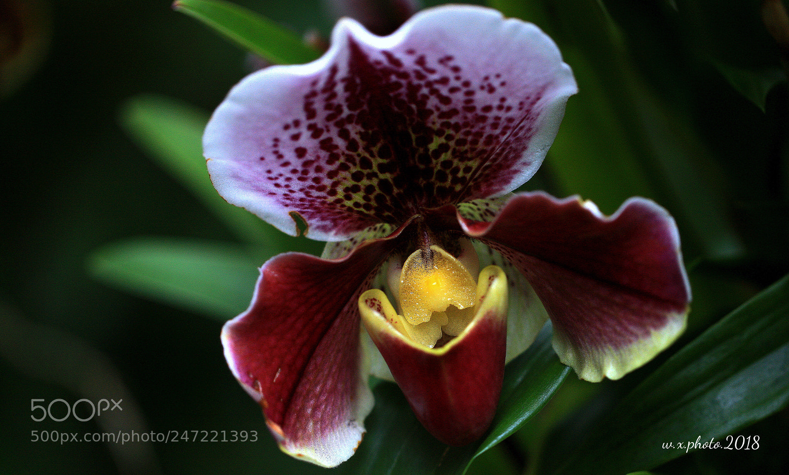 Canon EOS-1Ds Mark III sample photo. Orchid photography