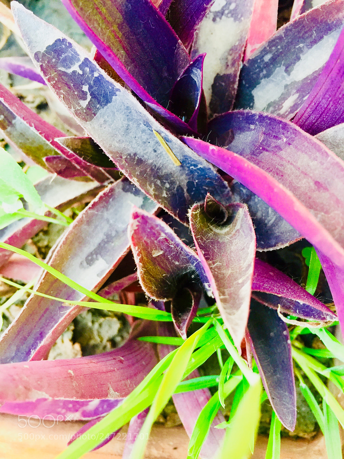 Apple iPhone 6 sample photo. Untitled photography
