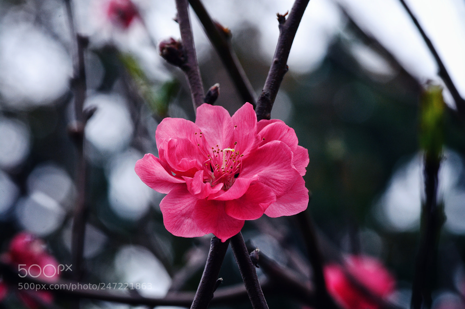 Nikon D7100 sample photo. Untitled photography