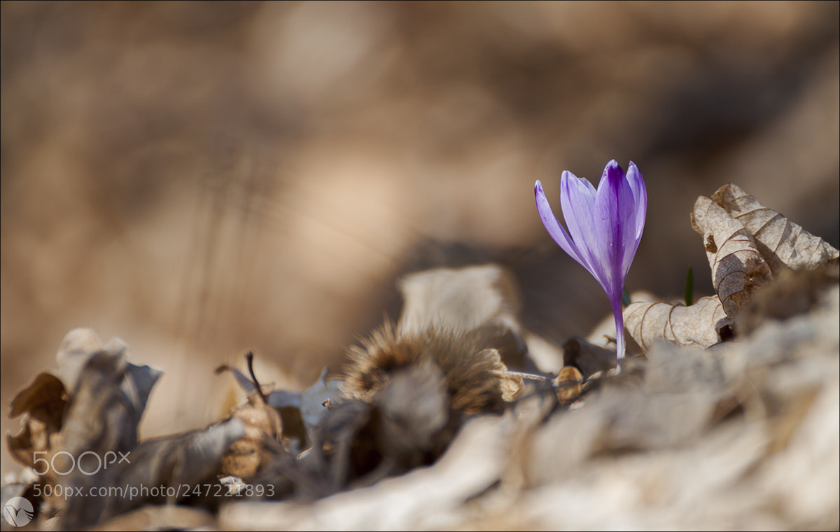 Canon EOS 50D sample photo. Solitario photography