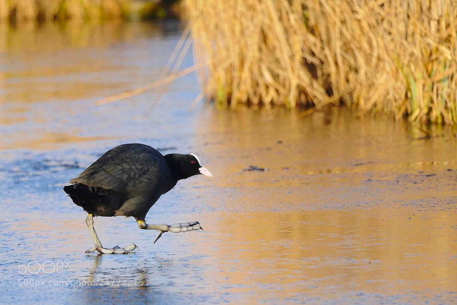 Panasonic Lumix DMC-GX8 sample photo. Coot on slippery ice. photography