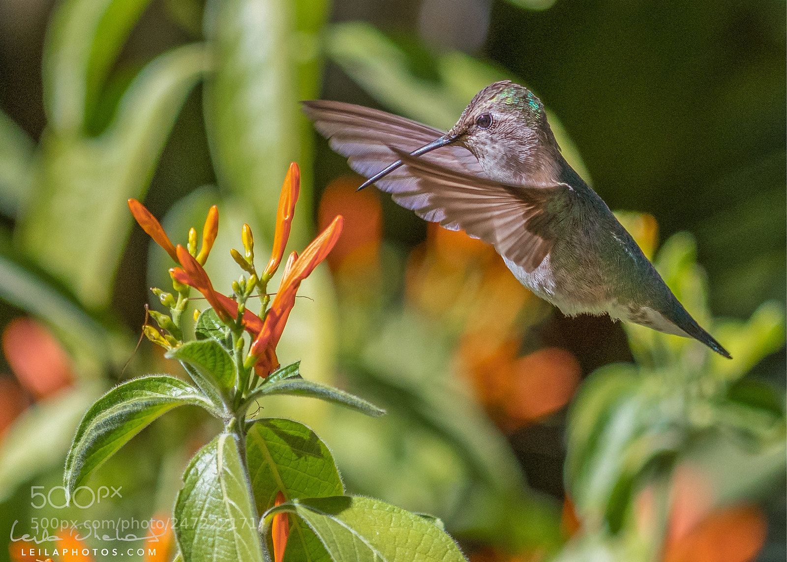 Nikon D500 sample photo. Hummingbird in tucson, arizona. photography