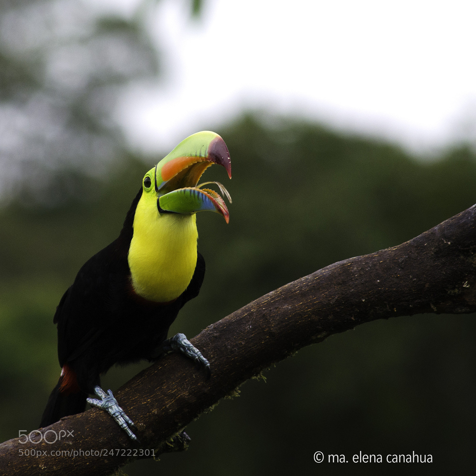 Nikon D5100 sample photo. Toucan photography