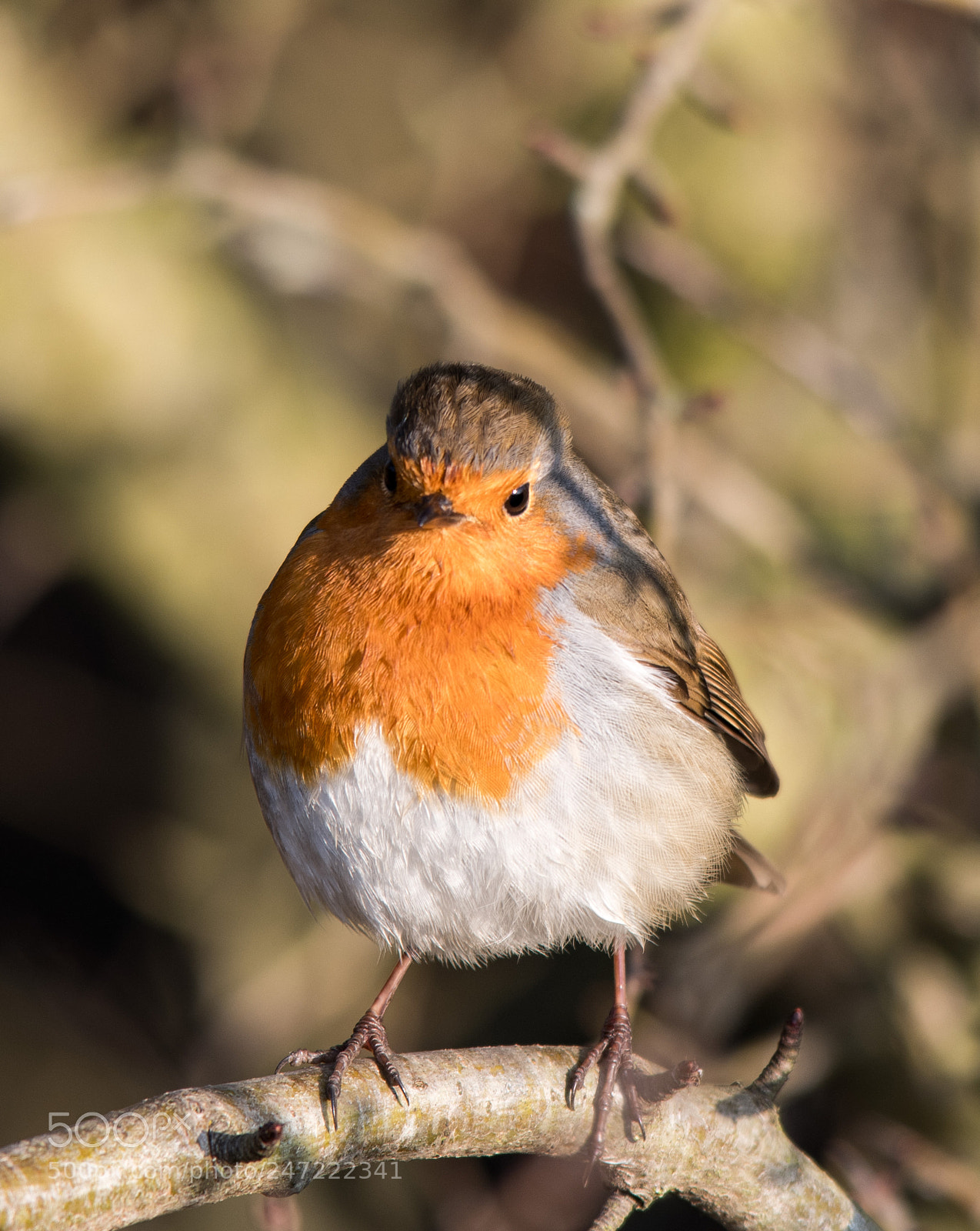 Nikon D850 sample photo. Robbin red breast photography