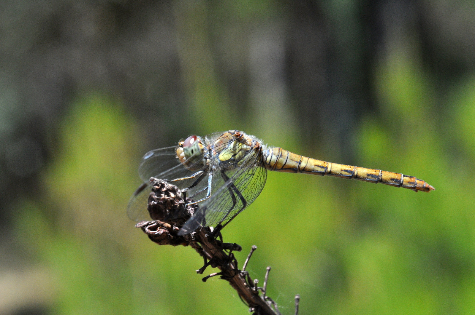Sigma Macro 90mm F2.8 sample photo. A photography