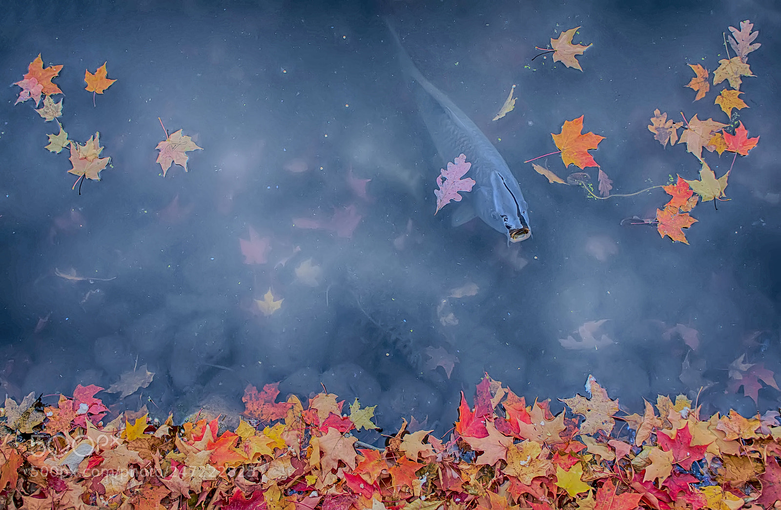Canon EOS 60D sample photo. Mystic pond photography